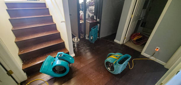 Best Mold removal after water damage  in Hughes Springs, TX