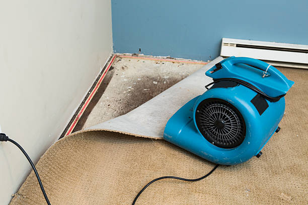Best Carpet water damage restoration  in Hughes Springs, TX